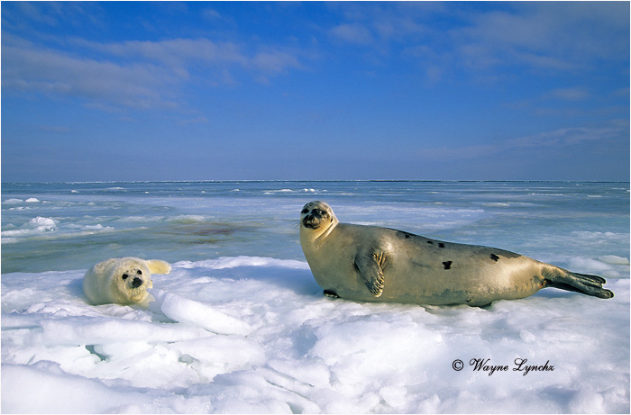 Mother Harp Sea & Pup 121 by Dr. Wayne Lynch &copy;